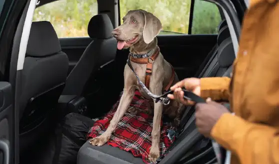 Requisitos para Viajar con Mascotas en Auto